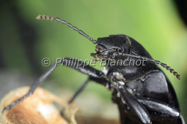 blaps mucronata.JPG - Ténébrion (portrait)Blaps mucronataChurchyard BeetleColeoptera, TenebrionidaeFrance